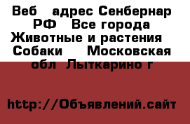 Веб – адрес Сенбернар.РФ - Все города Животные и растения » Собаки   . Московская обл.,Лыткарино г.